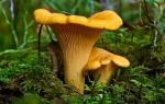 Несъедобные грибы: самые распространённые виды в средней полосе россии