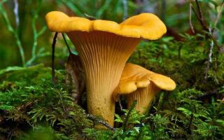 Несъедобные грибы: самые распространённые виды в средней полосе россии