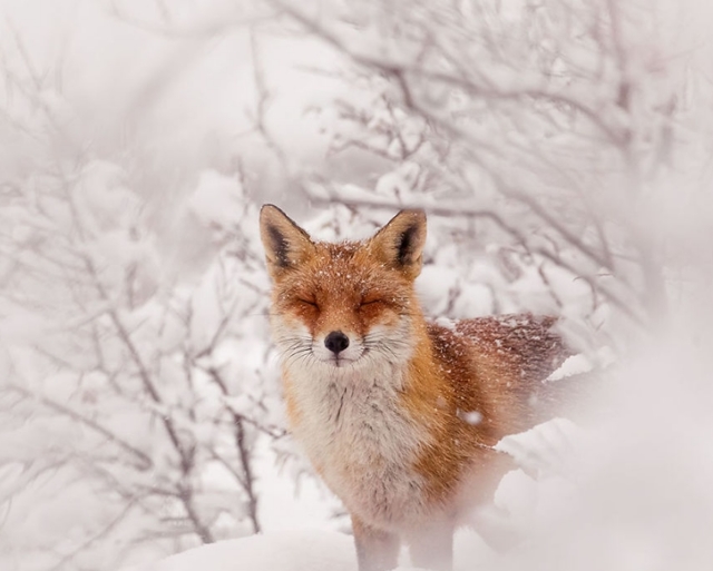 Очаровательные лисы на снегу в объективе датского фотографа