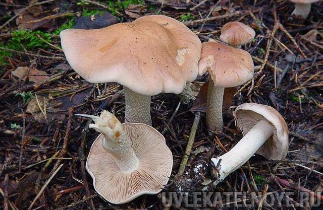 Ядовитые грибы: разбираем самые распространённые опасные виды