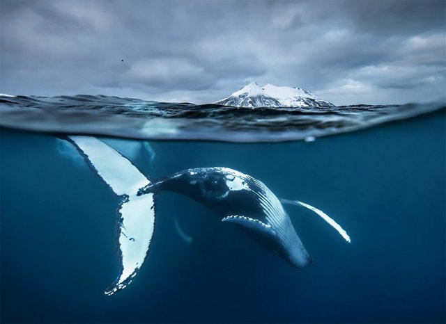 От глубин океана до заоблачных высот: лучшие фото дикой природы 2017 года
