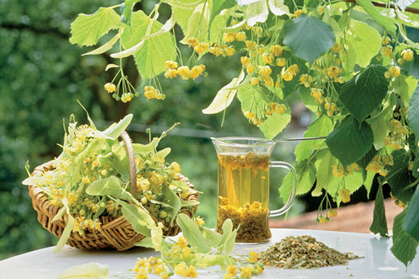 Травы от простуды: особенности применения лекарственных растений