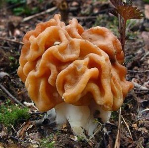 Отравление грибами: симптомы пищевой интоксикации и оказание первой помощи