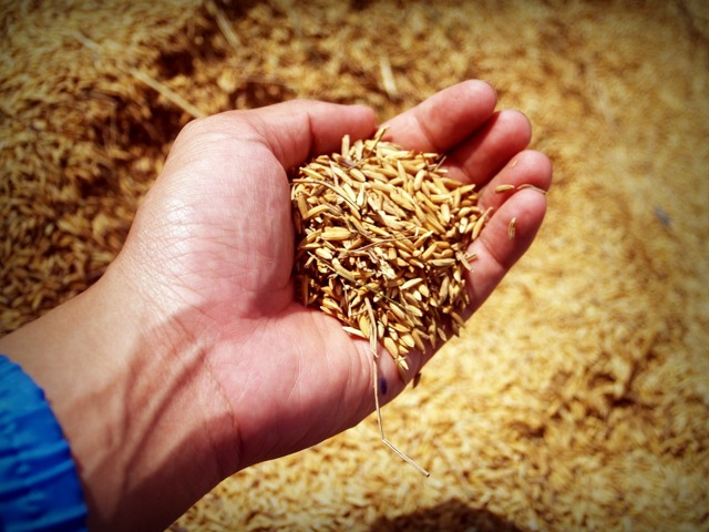 О пользе бурого риса и правильных способах его приготовления