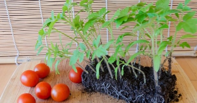 Рассада помидоров: как её вырастить, правила получения крепких саженцев