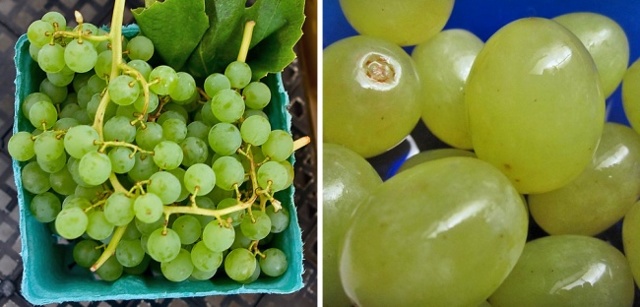 Секреты выбора спелых и вкусных плодов на рынке и в магазине