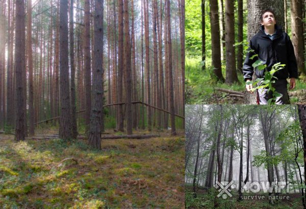 Что делать, если заблудился в лесу: правила поведения в критических ситуациях