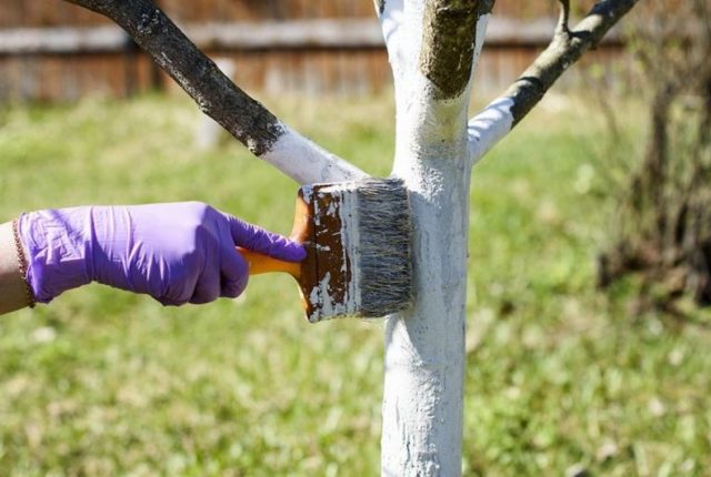 Побелка деревьев весной: особенности процедуры, правила проведения