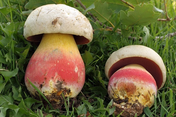 Ядовитые грибы: разбираем самые распространённые опасные виды