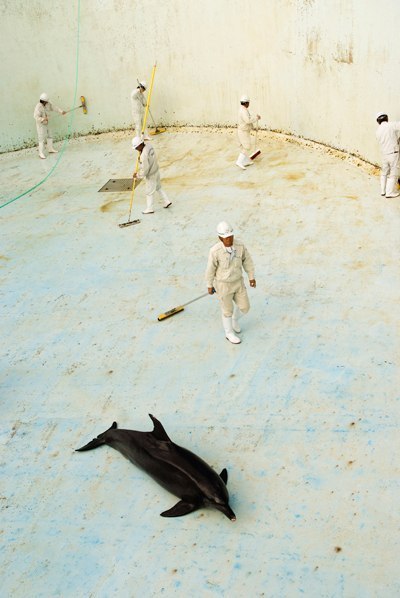 Чем опасны дельфинарии, и почему стоит отказаться от их посещения