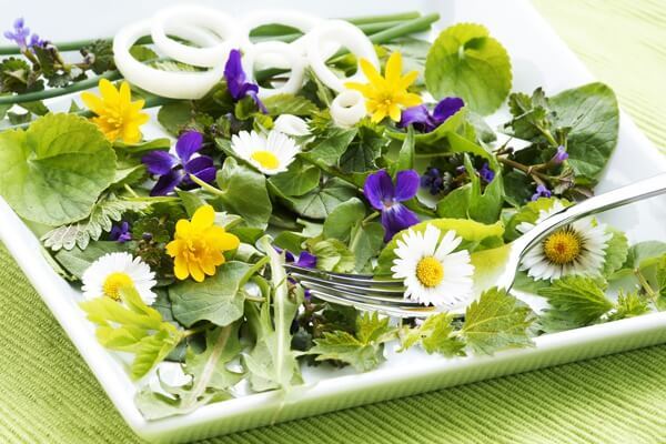 Съедобные травы и рецепты полезных блюд на их основе