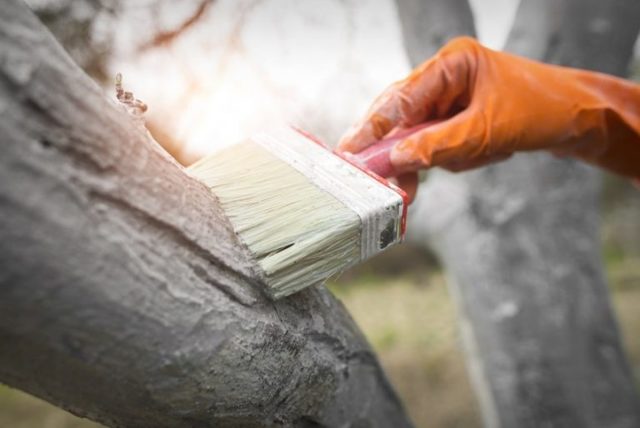 Побелка деревьев весной: особенности процедуры, правила проведения