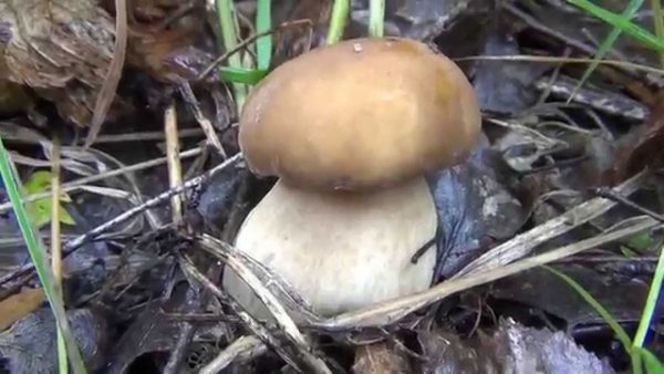 Советы грибникам по безопасному сбору грибов осенью