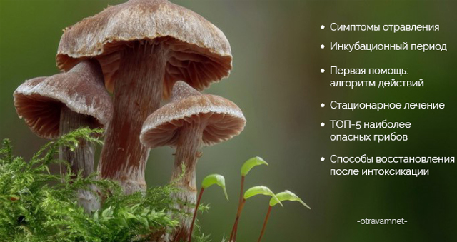 Отравление грибами: симптомы пищевой интоксикации и оказание первой помощи