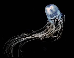 Укус медузы: возможные последствия, первая помощь