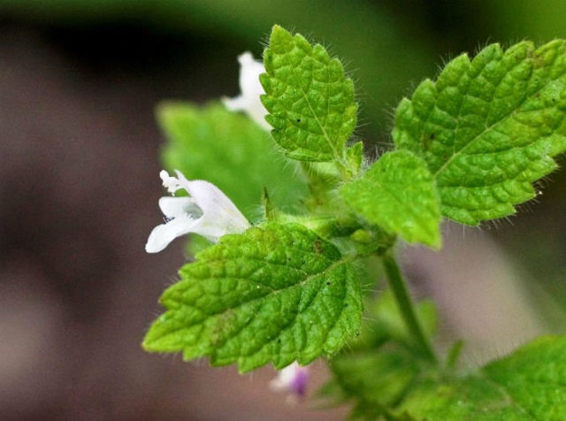 Травы от простуды: особенности применения лекарственных растений