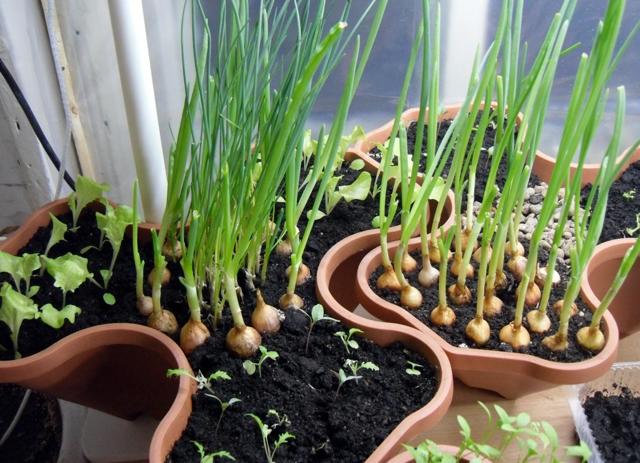 Укроп на подоконнике: выращивание из семян в зимнее и летнее время года