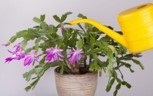 Цветок декабрист: как ухаживать в домашних условиях за шлюмбергерой