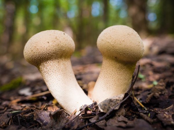 Съедобные и несъедобные грибы: учимся отличать ложные виды от настоящих