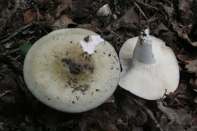 Съедобные грибы: как выглядят белые, подберёзовики, сыроежки и шампиньоны