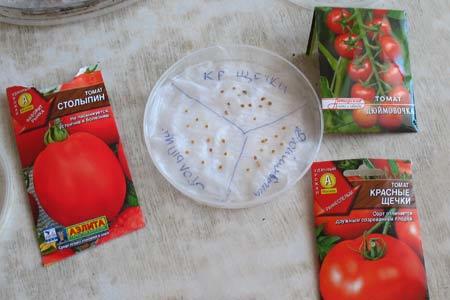 Рассада помидоров: как её вырастить, правила получения крепких саженцев