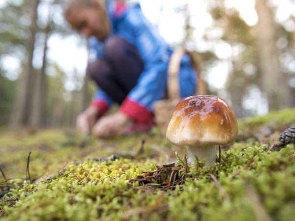 Советы грибникам по безопасному сбору грибов осенью