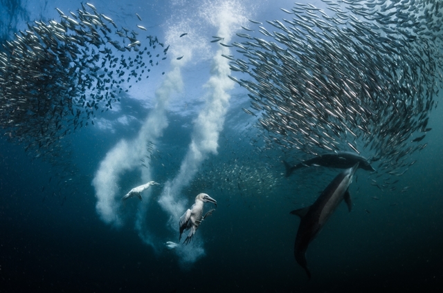 От глубин океана до заоблачных высот: лучшие фото дикой природы 2017 года