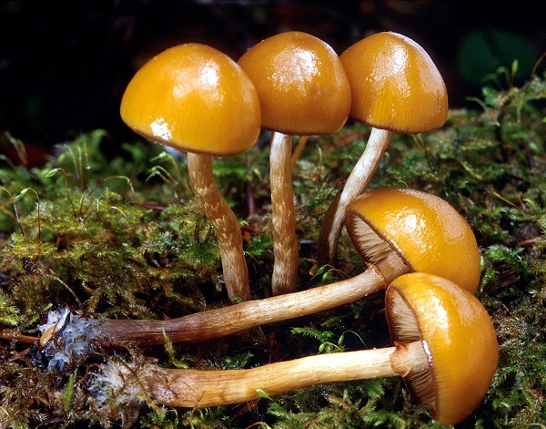 Несъедобные грибы: самые распространённые виды в средней полосе России