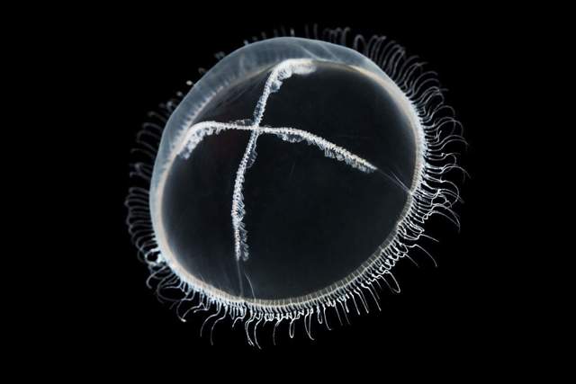 Укус медузы: возможные последствия, первая помощь