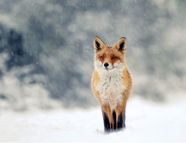 Очаровательные лисы на снегу в объективе датского фотографа