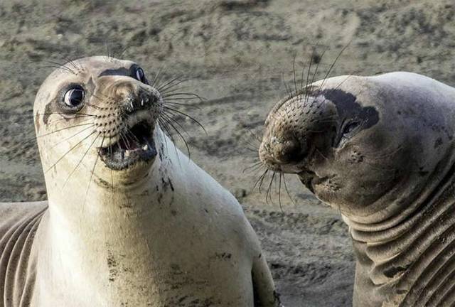 Смешные фото животных, глядя на которые, невозможно не улыбнуться