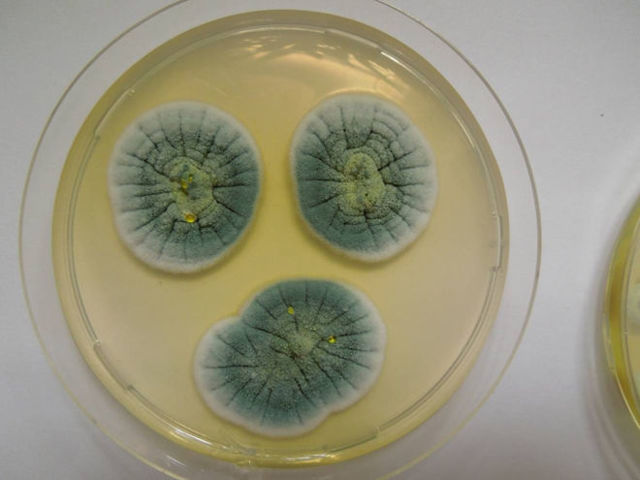 Ромашка при простуде: природный антибиотик против вирусов и бактерий