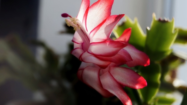 Цветок декабрист: как ухаживать в домашних условиях за шлюмбергерой