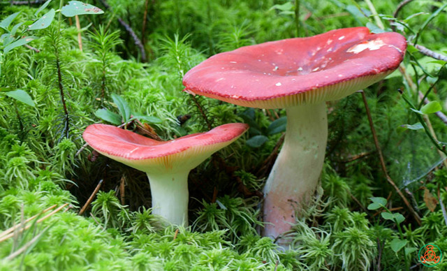 Съедобные грибы: как выглядят белые, подберёзовики, сыроежки и шампиньоны