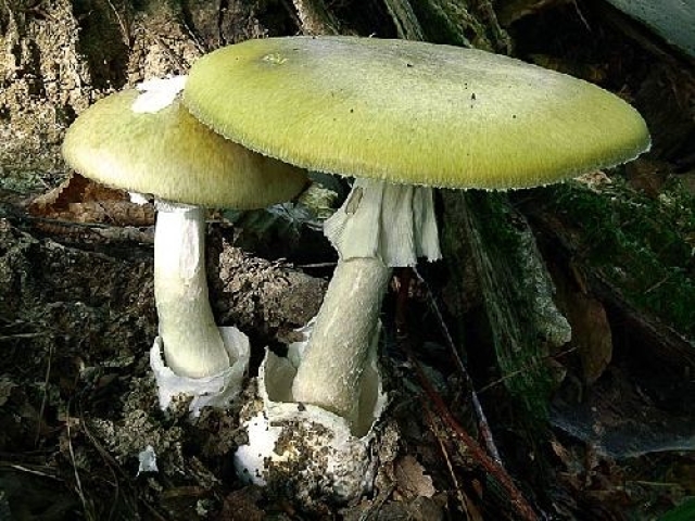 Съедобные и несъедобные грибы: учимся отличать ложные виды от настоящих