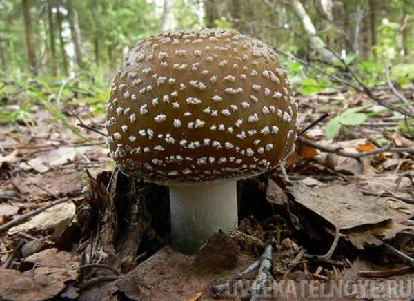 Несъедобные грибы: самые распространённые виды в средней полосе России